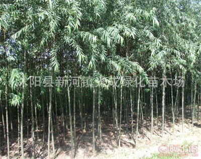 【直銷垂柳苗綠化垂柳垂柳樹苗綠化工程苗無病害易成活】沭陽縣新河鎮(zhèn)光成綠化苗木場(chǎng) - 產(chǎn)品庫