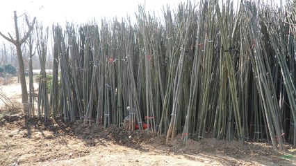 柳樹價(jià)格_垂柳_直柳_竹柳_速生柳樹基地