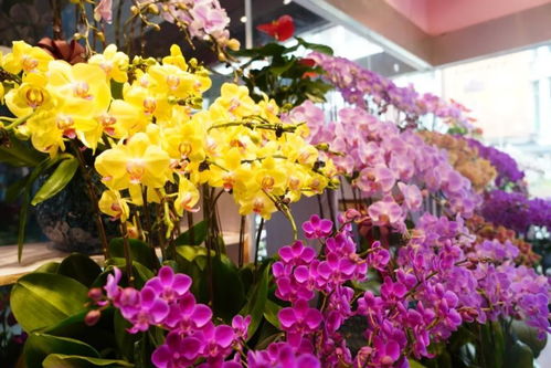 閔行這兩個(gè)花卉市場,涵蓋高端 平價(jià)產(chǎn)品,快去逛逛吧