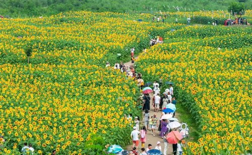 成都將打造1000個(gè)精品賞花場(chǎng)景,支持溫江這樣發(fā)展