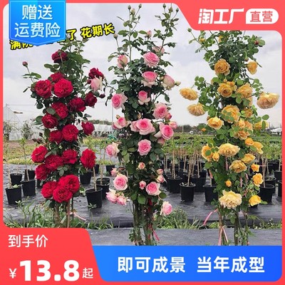 當(dāng)前網(wǎng)購(gòu)流行產(chǎn)品