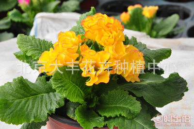 【大豐花卉廠家直銷時(shí)令草花小型盆栽花卉園林綠化迷你盆栽花卉現(xiàn)貨】北京大豐花卉種植中心 - 產(chǎn)品庫(kù)