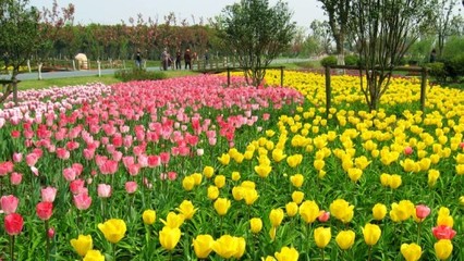蘇州中國(guó)花卉植物園門票預(yù)訂_蘇州中國(guó)花卉植物園門票價(jià)格_蘇州中國(guó)花卉植物園門票多少錢【同程旅游】